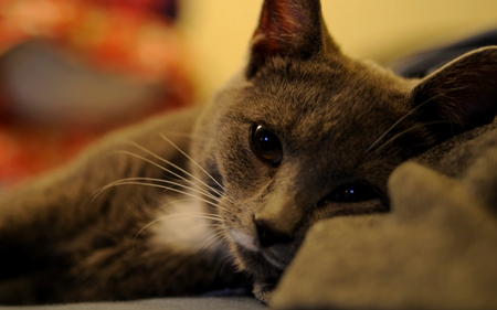 CUTE EYES KITTY - laying, bed, feline, cute, eyes, cat, awake