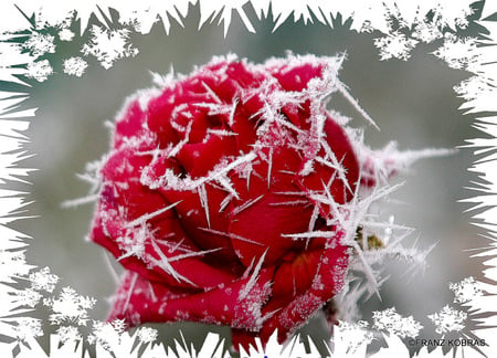 frosty rose - snow, frosty, rose, winter