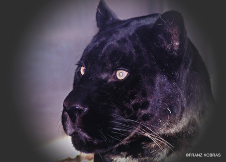 black lightning - black, jaguar, cat, portrait