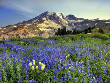 Lupine-Fields-Mazama-Ridge-Mount-Rainier-Washington - flower, mtrainier, nature, mountain