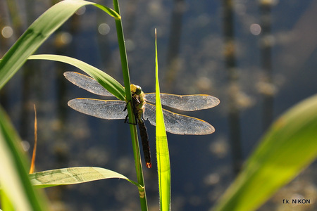 dragon fly - insekten, koenigslibelle, libellen, dragonfly