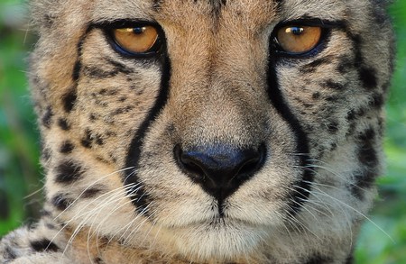 i see you - cheetah, cats, raubkatzen, gepard