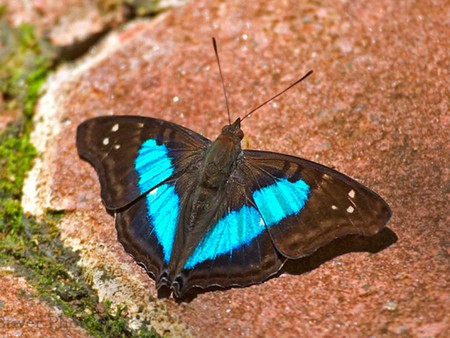 Sapphire Buterfly - sapphire, picture, beautiful, buterfly