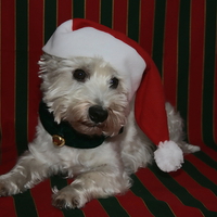 Christmas Dog