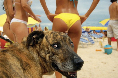 Best side - summer, beach, beautiful, dog, girls, colorful, animal, bikini, nice