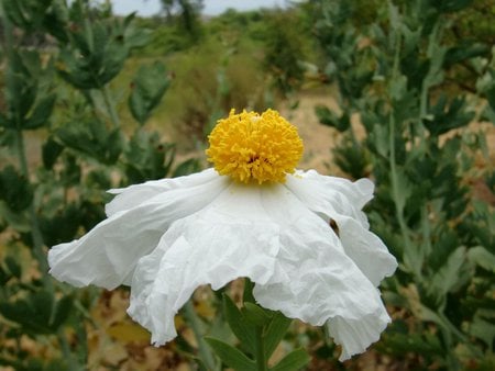 Sad Flower - white, bright, fresh, yellow, green, flower