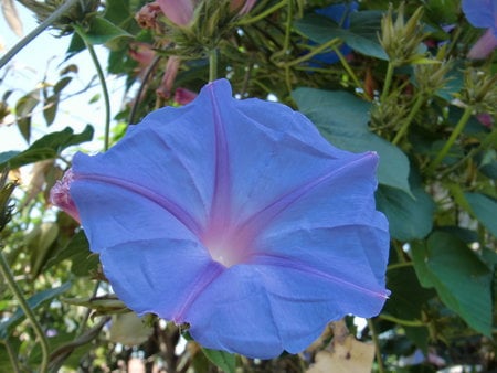 Blue Flower - flower, vivid, blue, bright