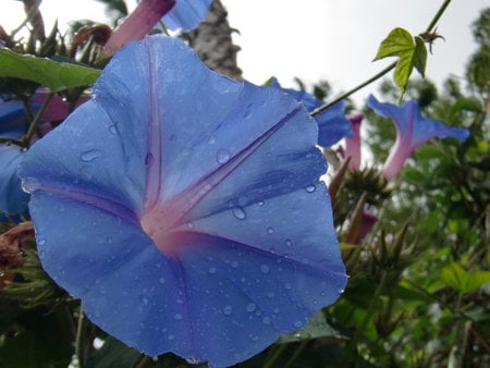 Morning Dew on Flower - vivid, blue, dew, bright, morning, wet, flower