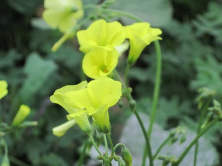 Clover Flowers - flower, yellow, clover, green