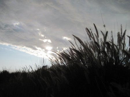 Foxtails on the Horizon - foxtails, plants, storm, scenery, clouds, beautiful, green