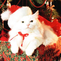 Sweet kitten new year