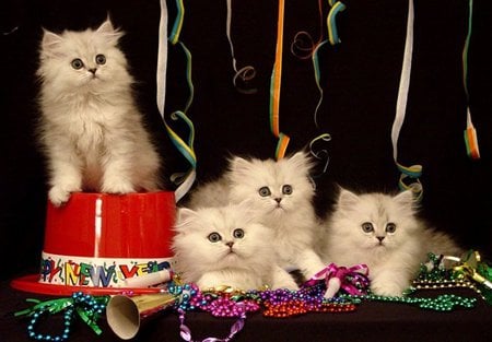 New year cats - pet, animal, holiday, kitten, new year, cat