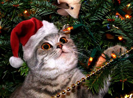 Holiday kitten - holiday, kitten, cute, gift, lovely, tree