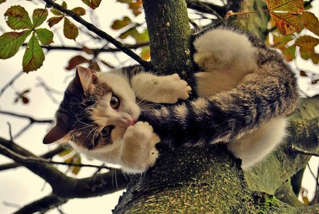 Hanging Tight - branches, tree, leaves, cat