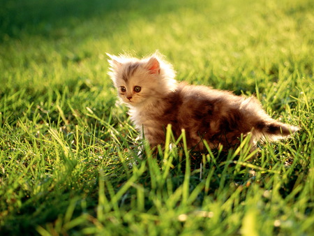 Little Cat - nice, cat, kitty, lovely, cute, little