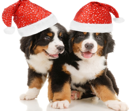 Cute Puppies - beauty, xmas, gift, hat, animals, eyes, magic, magic christmas, paws, face, dog face, pretty, dog, dogs, holiday, cute, puppy, adorable, lovely, christmas, merry christmas, red, beautiful, sweet, colors, puppies