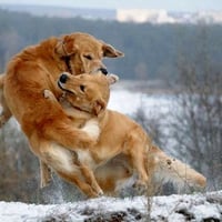 Dogs-Wrestling-Match