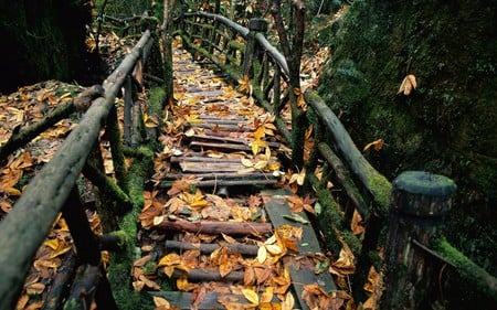 autumn on the bridge - fall, pretty, nature, autumn, scenic, leaves