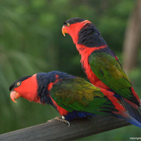 Wild Parrots