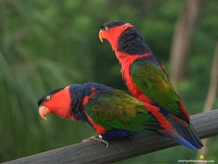 Wild Parrots - perch, navy, branch, noisy, bird, nature, colour, parrot, red, green, orange