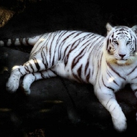White tiger