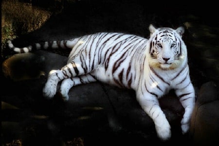 White tiger - big cats, white tiger, tiger, animals