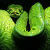 Green tree python