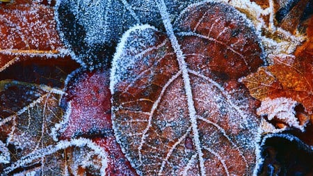 frozen leaves - ice, nature, pretty, cold, photography, leaves, winter, frozen