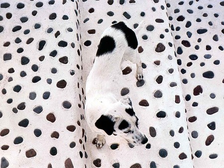 lots of spots - animal, white, black, dog