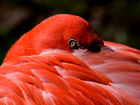 pink - bird, tropical, pink, flamingo