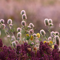 landscape nature