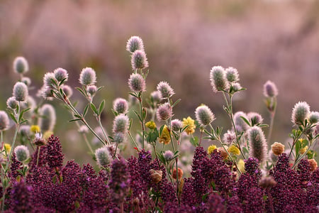 landscape nature - nature, color, flowers, landscape