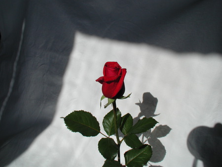 one red rose - one, rose, red, beautiful