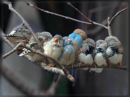 sweet dreams - birds, animal, sleep, dreams