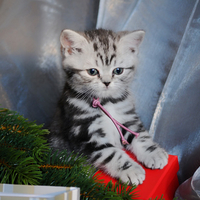 Christmas Kitty