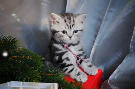 Christmas Kitty - red, kitty, pine, beautiful, christmas present, decoration, grey tiger