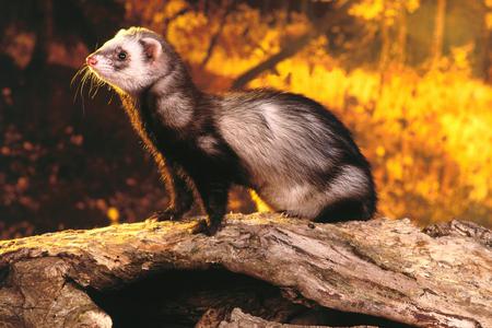 Ferret - ferret, forest, nature, tree