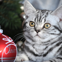 Christmas Kitty 2
