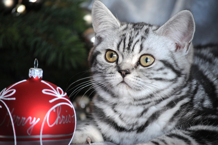 Christmas Kitty 2 - grey tiger, beautiful, red, christmas ball, sitting, kitty