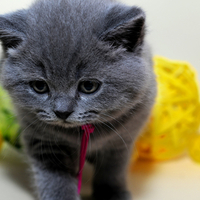 Little Grey