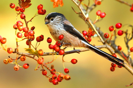 Chickadee morn - white, brown, black, berries, sunny sky, branch, chickadee