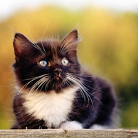 Cute Kitty