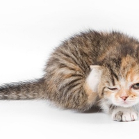 Kitty