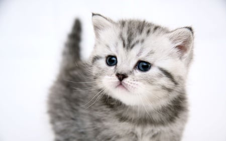 I'm Cute - kitten, cute, cats, adorable, sweet, animals, kitty