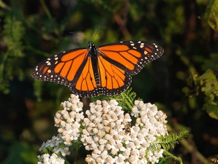 Monarch-Butterfly - beautiful, butterfly, picture, monarch