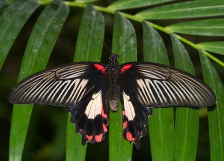 Scarlet Swallow Tail - picture, swallow, butterfly, tail, scarlet