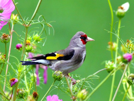 Beautiful Bird - bird, picture, cool, beautiful