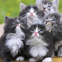 Persian Kittens