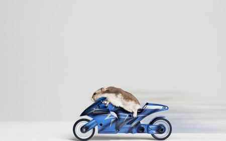 Funny - motorcycle, riding, mouse, funny