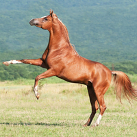 Arabian Stallion